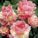 10 Seeds Rare Heirloom Sorbet Robust Colorful Double Blooms Peony Tree Seeds Fresh Seeds