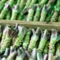 800 Seeds Wasabi Plant Seeds Fresh Seeds