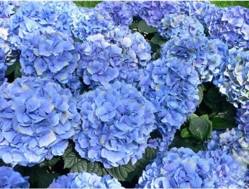 100 Seeds Mixed Hydrangea Flower Seeds in Blue, Red, Pink, and White Colors Fresh Seeds