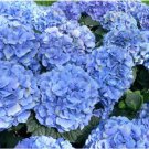 100 Seeds Mixed Hydrangea Flower Seeds in Blue, Red, Pink, and White Colors Fresh Seeds