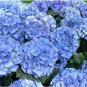 100 Seeds Mixed Hydrangea Flower Seeds in Blue, Red, Pink, and White Colors Fresh Seeds