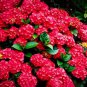 100 Seeds Mixed Hydrangea Flower Seeds in Blue, Red, Pink, and White Colors Fresh Seeds