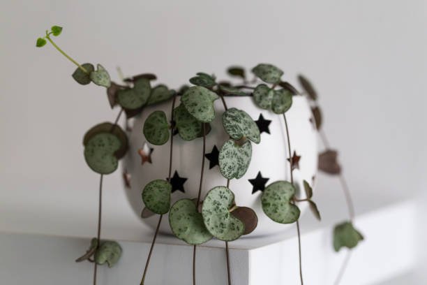 200 Seeds Ceropegia Woodii Plant Seeds Fresh Seeds