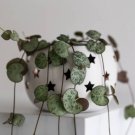 200 Seeds Ceropegia Woodii Plant Seeds Fresh Seeds