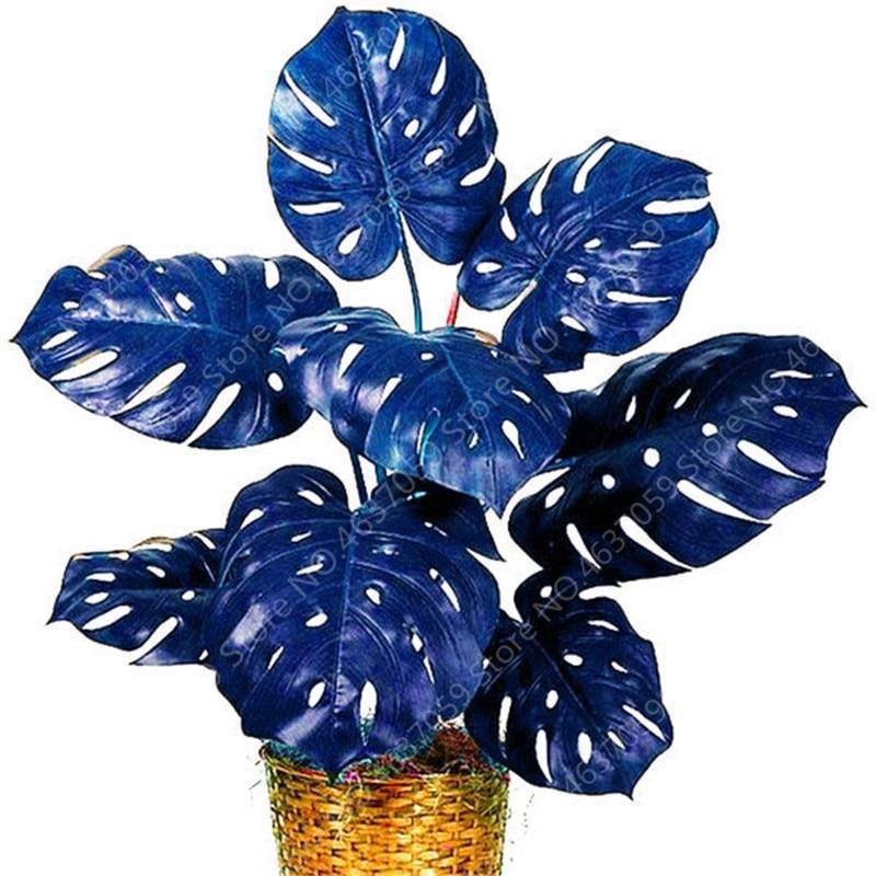100 Seeds Rare Mixed Turtle Leaves Monstera Potted Plant Seeds Fresh Seeds