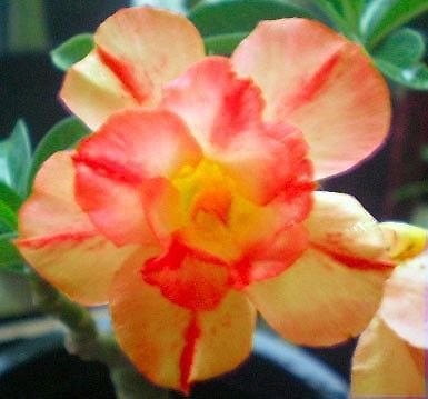 4 Seeds Adenium Fire Orange Petals with Fire Red Stripes & Edge Flower Seeds Fresh Seeds
