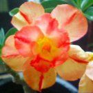 4 Seeds Adenium Fire Orange Petals with Fire Red Stripes & Edge Flower Seeds Fresh Seeds