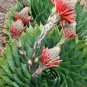 200 Seeds Spiral Aloe Bonsai Plant Seeds Fresh Seeds