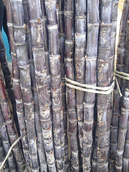 200 Seeds Black Sugar Cane Seeds Fresh Seeds