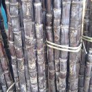 200 Seeds Black Sugar Cane Seeds Fresh Seeds
