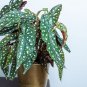 40 Seeds Begonia Flower Seeds Fresh Seeds