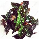 200 Seeds Begonia Flower Seeds Fresh Seeds