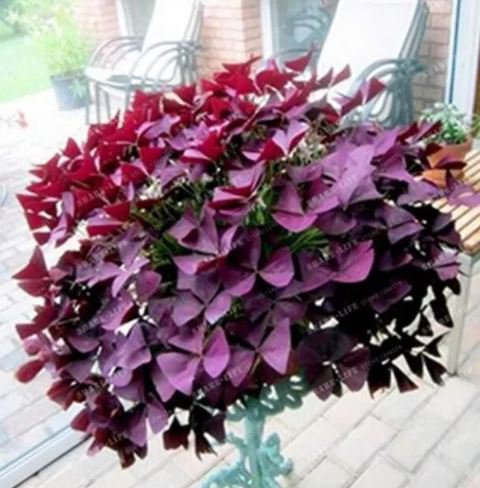 200 Seeds Oxalis Wood Sorrel Purple Shamrock Flower Seeds Fresh Seeds