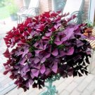 200 Seeds Oxalis Wood Sorrel Purple Shamrock Flower Seeds Fresh Seeds