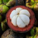 100 Seeds Mangosteen Tropical Sour Sweet Fruit Seeds Fresh Seeds