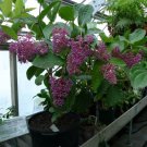 60 Seeds Medinilla Magnifica Plant Seeds Fresh Seeds