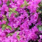 200 Seeds Bougainvillea Spectabilis Willd Bonsai Flower Plant Seeds Fresh Seeds