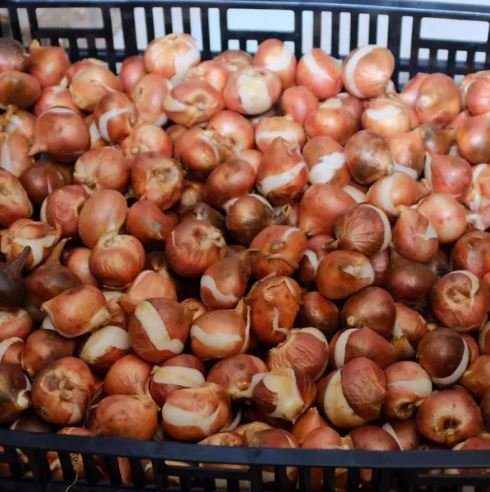 20 Seeds Imported Hydro Tulip Bulbs Fresh Garden Bulbs All Season Planting Available Fresh Seeds