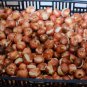 20 Seeds Imported Hydro Tulip Bulbs Fresh Garden Bulbs All Season Planting Available Fresh Seeds