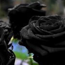 100 Seeds Turkey Black Rose Shrub Plant Flower Seeds Fresh Seeds