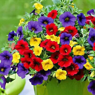 400 Seeds 'Xiao Jiujin' Hanging Mixed Bonsai Petunia Hybrid Flower Seeds Fresh Seeds