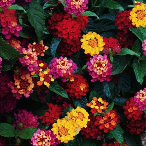 40 Seeds Lantana Camara Perennial Bonsai Flower Seeds Fresh Seeds