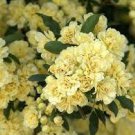 100 Seeds Heirloom 'Lady Banks' Yellow Climbing Rose Flower Seeds Fresh Seeds