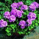 20 Seeds Rare Purple Tulip Geranium Pelargonium Flower Seeds Fresh Seeds