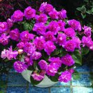 20 Seeds Pelargonium Peltatum Double Purple Petals Bonsai Flower Seeds Fresh Seeds