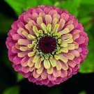 100 Seeds Exotic Bicolor Zinnia Imported Queen Red Lime Flower Seeds Fresh Seeds