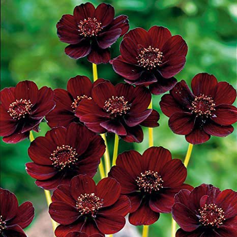 40 Seeds Rare Chocolate Cosmos Flower Seeds Fresh Seeds