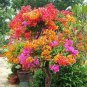 100 Seeds Rare Bougainvillea Flower Seeds Fresh Seeds