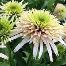 400 Seeds Echinacea 'Cherry Fluff' Perennial Coneflower Seeds Fresh Seeds