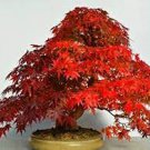 40 Seeds Japanese Red Maple Tree Seeds Fresh Seeds