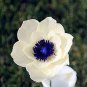 100 Seeds Japanese Anemone Flower Seeds Fresh Seeds