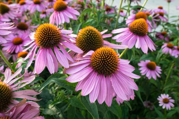 60 Seeds Echinacea Purpurea Coneflower Seeds Fresh Seeds