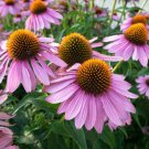 60 Seeds Echinacea Purpurea Coneflower Seeds Fresh Seeds