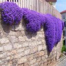 200 Seeds Creeping Thyme or Blue Rock Cress Seeds Fresh Seeds