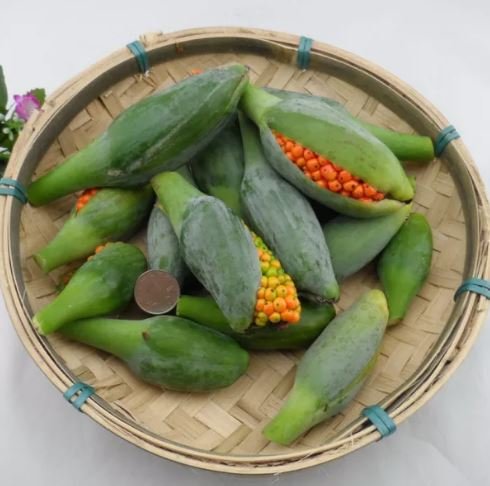 40 Seeds Alocasia Elephant Ear Taro 'Black Velvet' Seeds Fresh Seeds