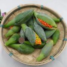 40 Seeds Alocasia Elephant Ear Taro 'Black Velvet' Seeds Fresh Seeds