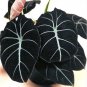 40 Seeds Alocasia Elephant Ear Taro 'Black Velvet' Seeds Fresh Seeds