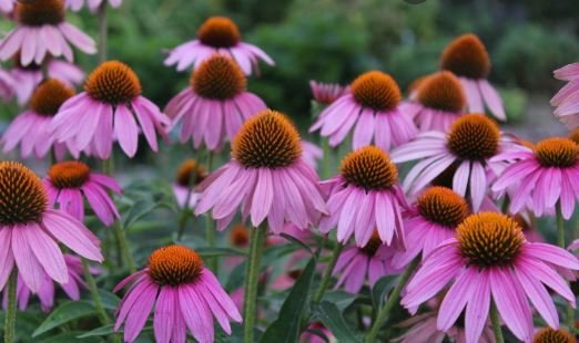60 Seeds Echinacea White Petals with Purple Centre Perennial Flower Seeds Fresh Seeds