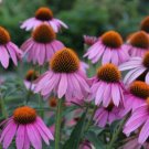 60 Seeds Echinacea White Petals with Purple Centre Perennial Flower Seeds Fresh Seeds