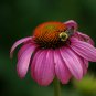 60 Seeds Echinacea White Petals with Purple Centre Perennial Flower Seeds Fresh Seeds