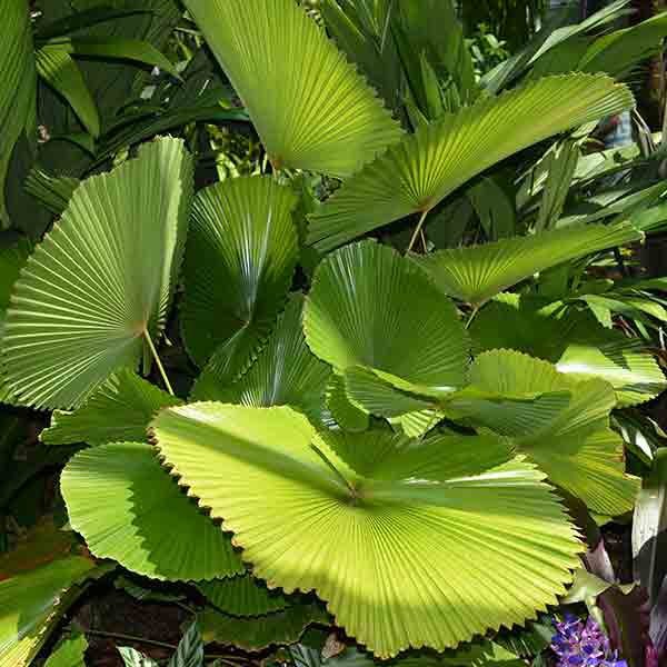 80 Seeds Licuala Cordate Rare Round Mellow Leaves Perennial Plant Seeds Fresh Seeds