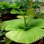 80 Seeds Licuala Cordate Rare Round Mellow Leaves Perennial Plant Seeds Fresh Seeds