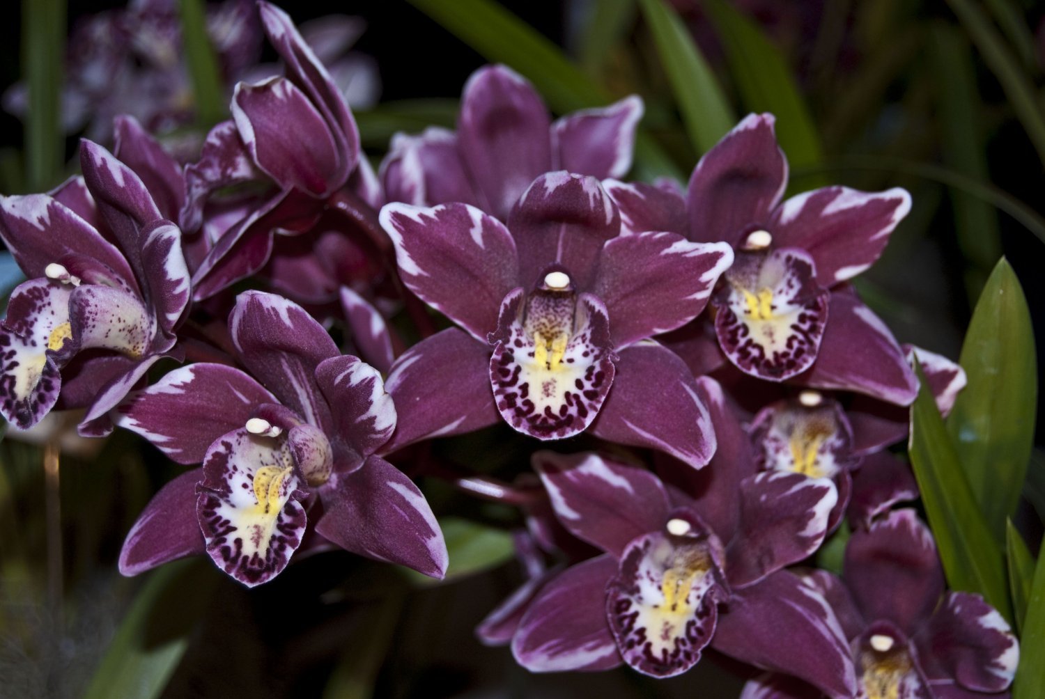 200 Seeds Rare Black Orchid Flower Seeds Fresh Seeds