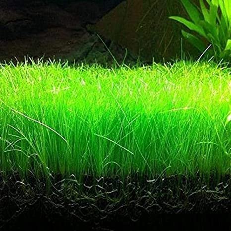 2000 Seeds Aquarium Grass Water Aquatic Plant Seeds Fresh Seeds