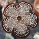 30 Seeds Edithcolea Grandis Succulent Carrion Flower Seeds Fresh Seeds