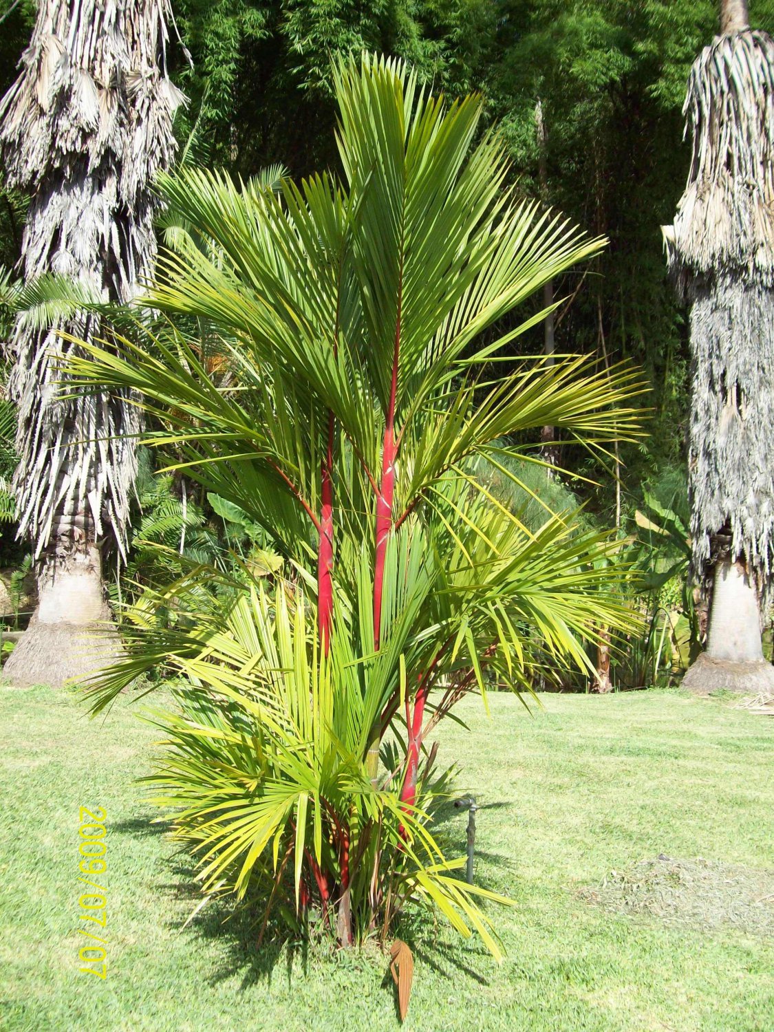 20 Seeds Lipstick Palm Cyrtostachys Renda Tree Seeds Fresh Seeds